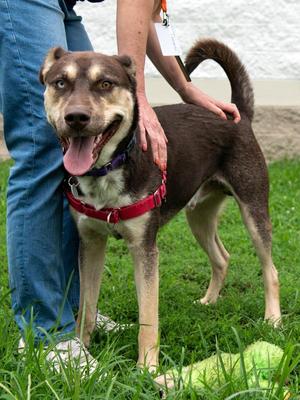 Pogo/kolby, Siberian Husky, adult, available for adoption