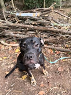 Brownie, Bull Terrier / Boxer, young, available for adoption