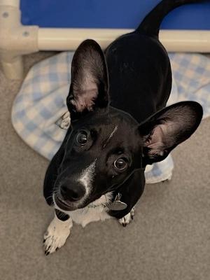 Coupe, Hound, puppy, available for adoption