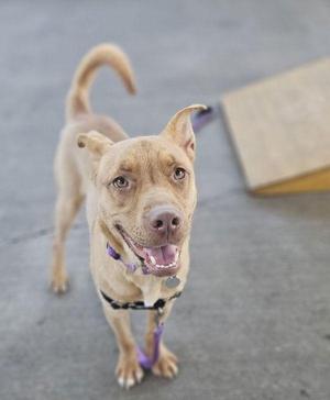 A happy brown dog with a purple collar and leash, standing on a concrete surface.