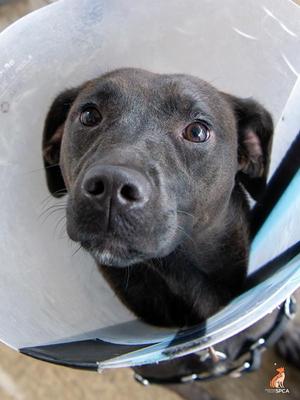 Carp, Labrador Retriever, young, available for adoption