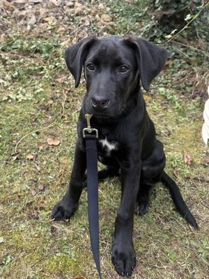 Sparks, Hound, puppy, available for adoption