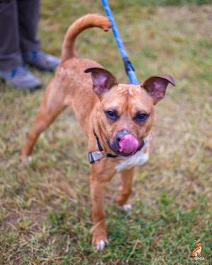 A brown dog with a blue leash is standing on grass, licking its nose.