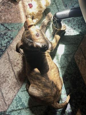 Howlsey, American Bulldog, puppy, available for adoption