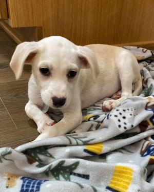 Kiwi, Chihuahua, puppy, available for adoption