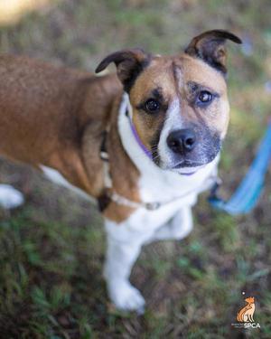 A brown and white dog with a purple collar standing on grass, looking up at the camera.