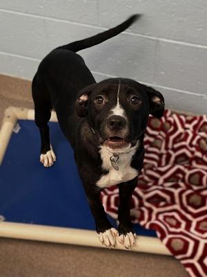 Dottie, Labrador Retriever, puppy, available for adoption