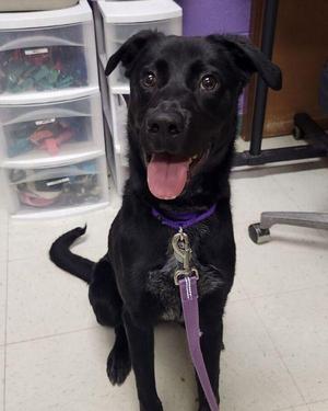 Jamaica/Diesel, Rottweiler, young, available for adoption