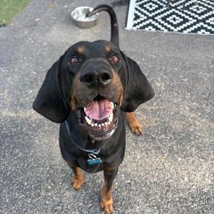 A black and tan dog with floppy ears and a happy expression, sitting on a paved surface.