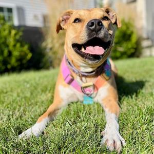 Birdie, Terrier, Staffordshire Bull, adult, available for adoption