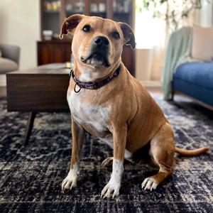 Birdie, Terrier, Staffordshire Bull, adult, available for adoption