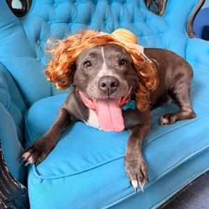 Hattie, Terrier, American Staffordshire, senior, available for adoption