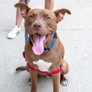 Kirby, Terrier, American Pit Bull, adult, available for adoption