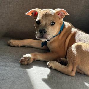 Crumb, Terrier, American Pit Bull, puppy, available for adoption