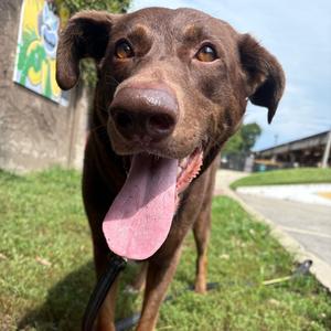 Judy, Shepherd, German, adult, available for adoption