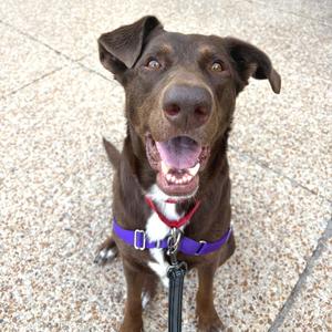 Judy, Shepherd, German, adult, available for adoption