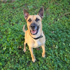 A brown dog with pointed ears and a black collar is sitting on a grassy field, looking up at the camera with a happy expression.