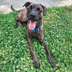 Giardiniera, Boxer, adult, available for adoption