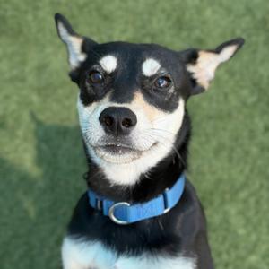A black and white dog with a blue collar, sitting on green grass.