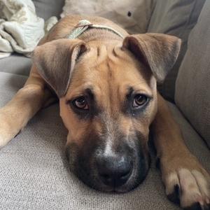 Canela, Black Mouth Cur, adult, available for adoption