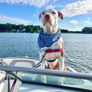 George, Terrier, American Pit Bull, adult, available for adoption