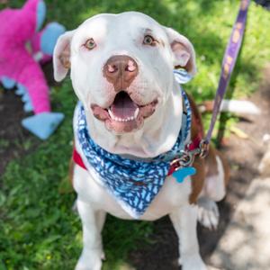 George, Terrier, American Pit Bull, adult, available for adoption