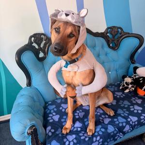Dawn, Shepherd, adult, available for adoption