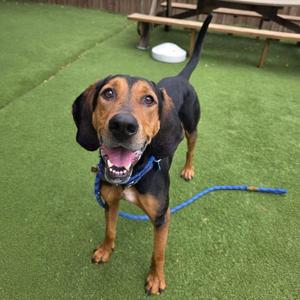 A happy brown and black dog with floppy ears, wearing a blue collar, standing on green artificial grass with a blue leash. In the background, there is a wooden bench and a white bowl.