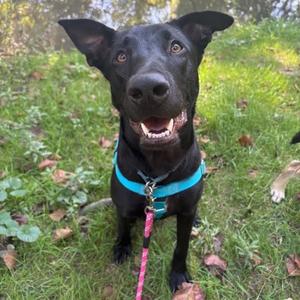 A black dog wearing a blue harness and pink leash, standing on grass with its mouth open and tongue out.