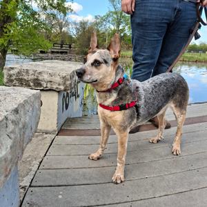 Hopkins, Cattle Dog, Australian (Blue Heeler), adult, available for adoption