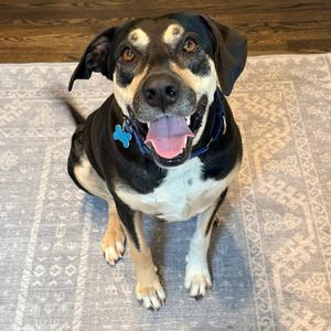 Lillie, Hound, Black and Tan Coonhound, senior, available for adoption
