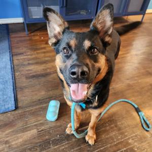 Lala, Shepherd, German, adult, available for adoption