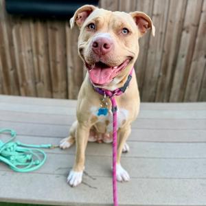 Debbie Hairy, Terrier, American Pit Bull, adult, available for adoption