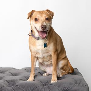 A brown dog with a happy expression sitting on a gray cushion.
