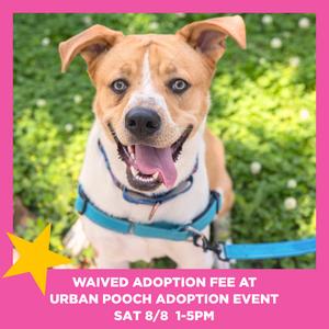 Juice Box, Terrier, American Pit Bull, adult, available for adoption