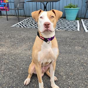 A brown and white dog sitting on a paved surface, wearing a purple collar with a tag, looking directly at the camera. The background includes a blue wall, a patterned rug, and a potted plant.