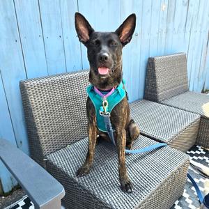 Adele, Malinois, Belgian, adult, available for adoption