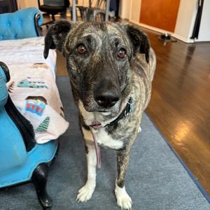 Beauty, Mixed Breed (Medium), adult, available for adoption