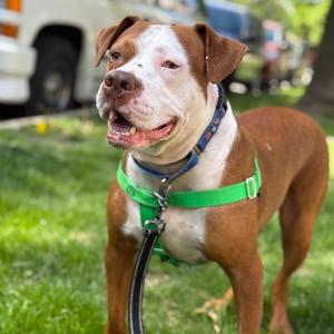 Derby, Terrier, American Pit Bull, adult, available for adoption