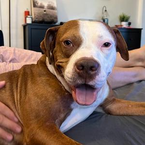 Derby, Terrier, American Pit Bull, adult, available for adoption
