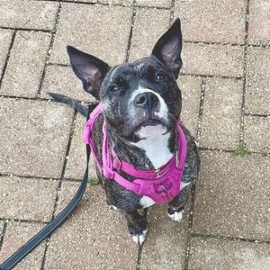 A black and white dog wearing a pink harness, sitting on a brick pavement.
