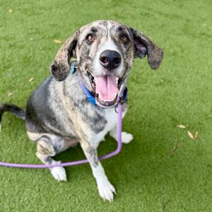 Chad, Hound, adult, available for adoption