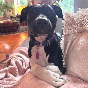 Goodie, Hound, adult, available for adoption