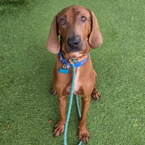 A brown dog with long ears and a blue collar sitting on green artificial grass, holding a blue leash.