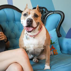 Almond Joy, Terrier, American Pit Bull, adult, available for adoption
