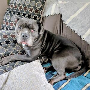 Grenadine, Terrier, Pit Bull, adult, available for adoption