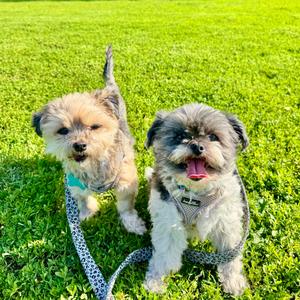 Blacktop & Cici - We are a bonded pair!, Shih Tzu, senior, available for adoption