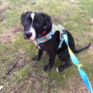 Dale, Terrier, Pit Bull, adult, available for adoption