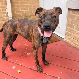Emryn, Terrier, Pit Bull, adult, available for adoption