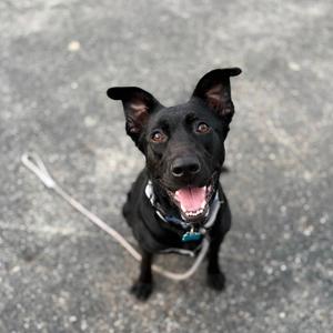 A black dog with perked ears and a happy expression, wearing a collar and leash, looking up at the camera.